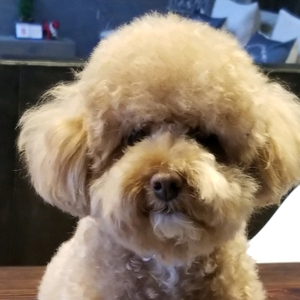 Meet your Posher, Dong jung